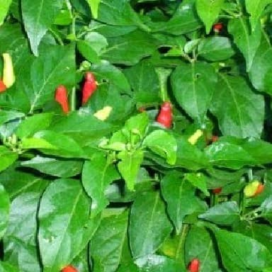 Detail Gambar Daun Cabe Nomer 3