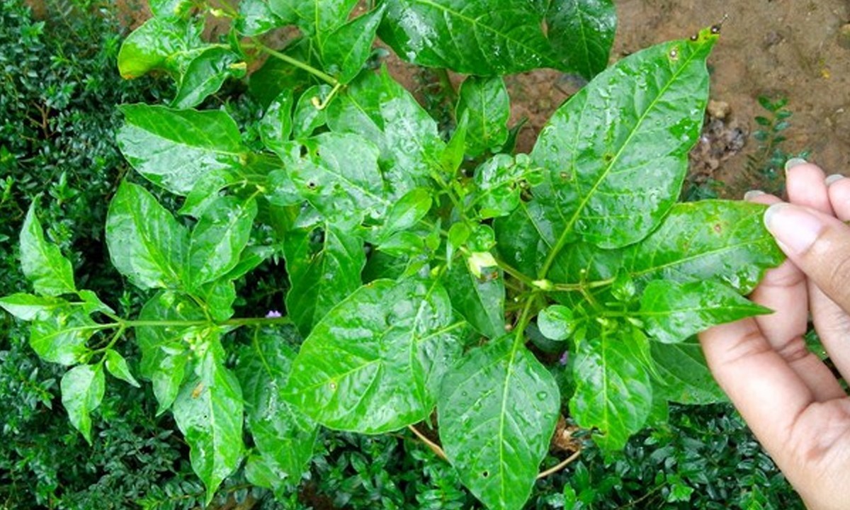 Detail Gambar Daun Cabe Nomer 24