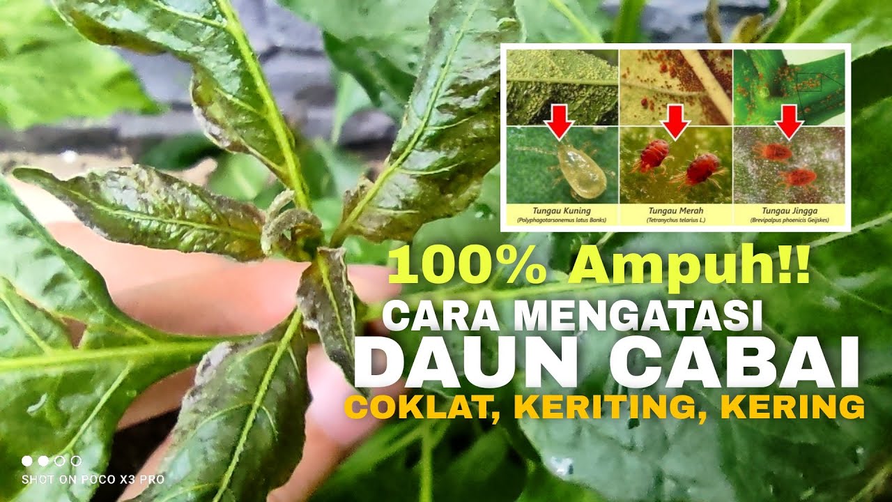 Detail Gambar Daun Cabe Nomer 27