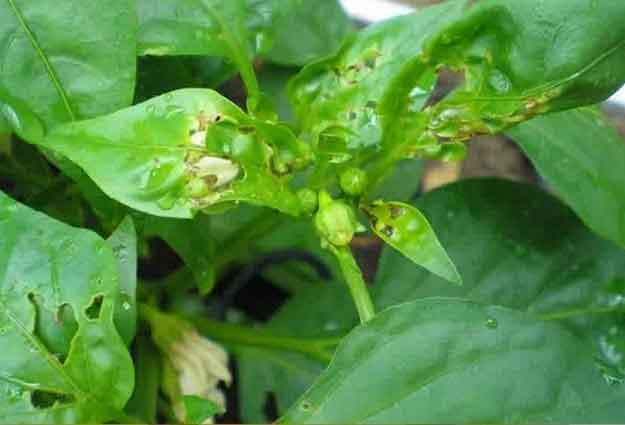 Detail Gambar Daun Cabe Nomer 35