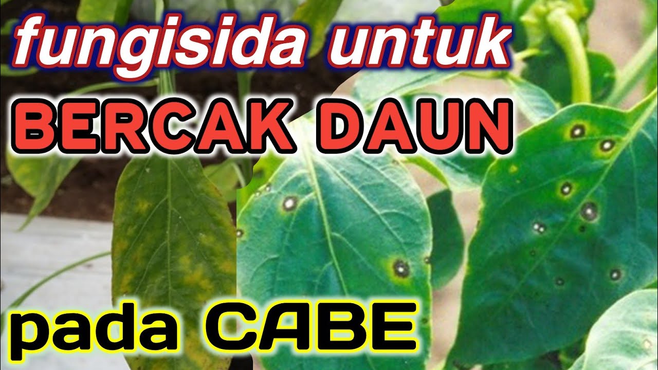 Detail Gambar Daun Cabe Nomer 40