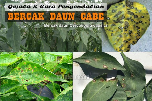 Detail Gambar Daun Cabe Nomer 49