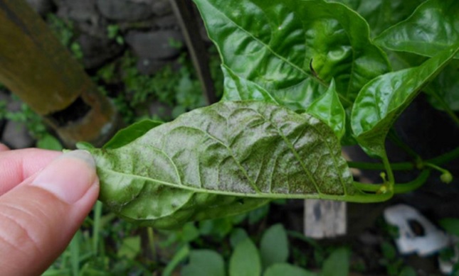 Detail Gambar Daun Cabe Nomer 53