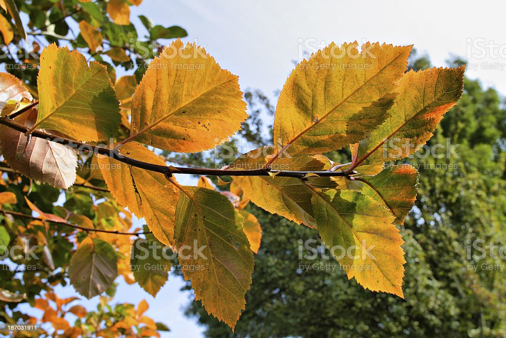 Detail Gambar Daun Cantik Nomer 34