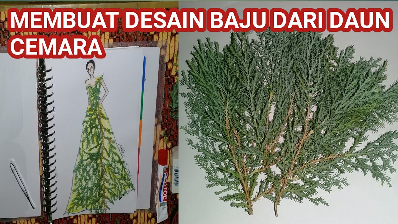 Detail Gambar Daun Cemara Nomer 44