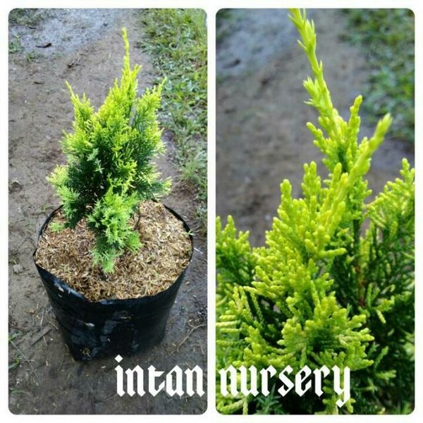 Detail Gambar Daun Cemara Nomer 51