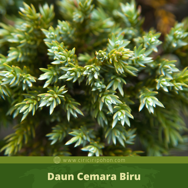 Detail Gambar Daun Cemara Nomer 54