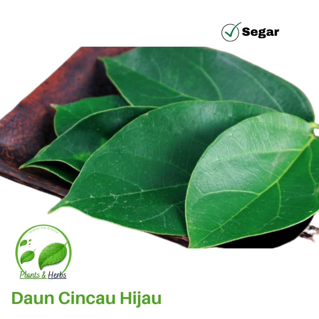 Detail Gambar Daun Cincau Hijau Nomer 56