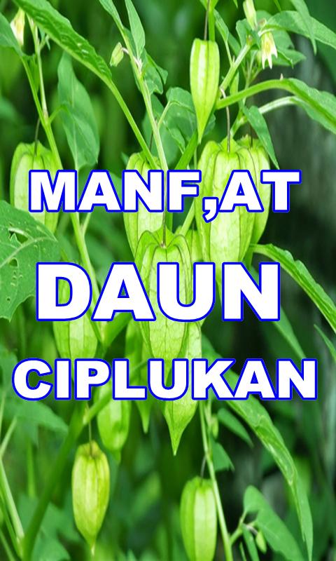 Detail Gambar Daun Ciplukan Nomer 14