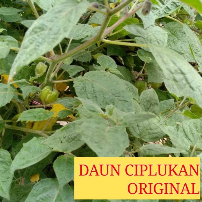 Detail Gambar Daun Ciplukan Nomer 50