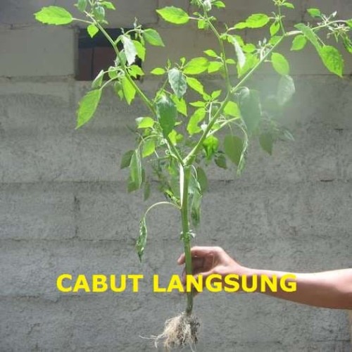 Detail Gambar Daun Ciplukan Nomer 54