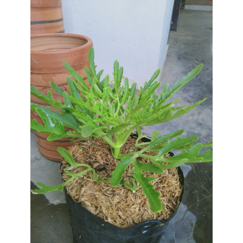 Detail Gambar Daun Cocor Bebek Nomer 51