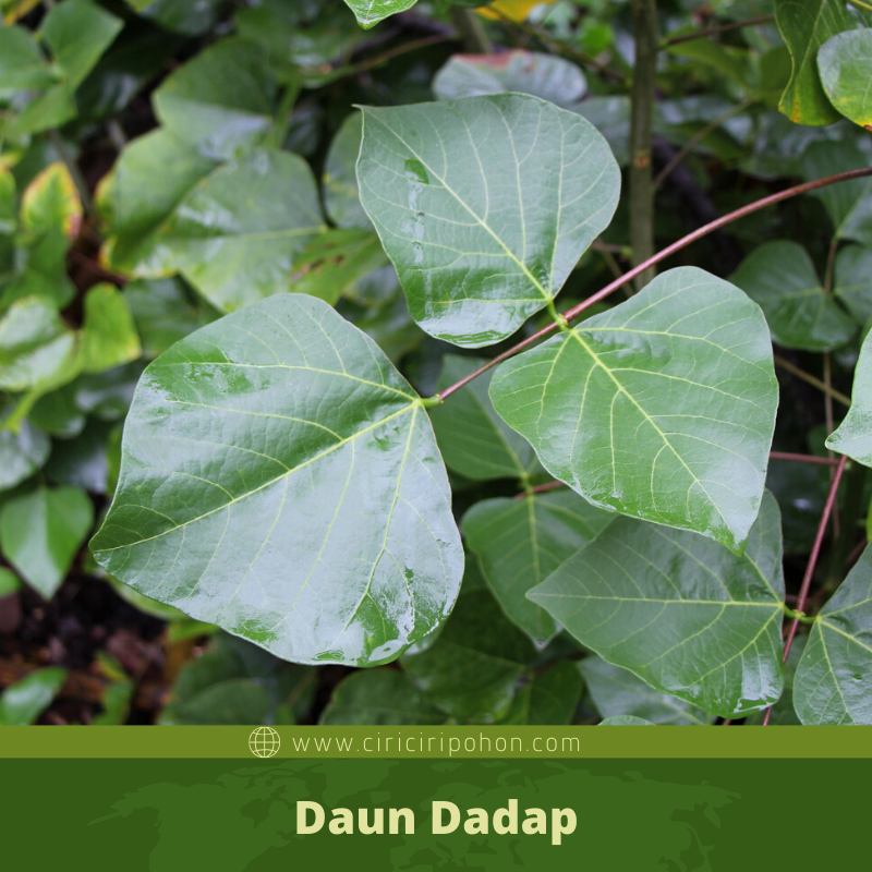 Detail Gambar Daun Dadap Nomer 18