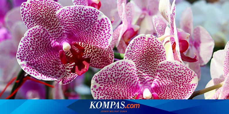 Detail Gambar Daun Dan Bunga Anggrek Bulan Nomer 17