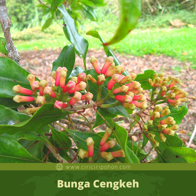 Detail Gambar Daun Dan Bunga Cengkeh Nomer 12