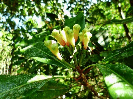 Detail Gambar Daun Dan Bunga Cengkeh Nomer 6