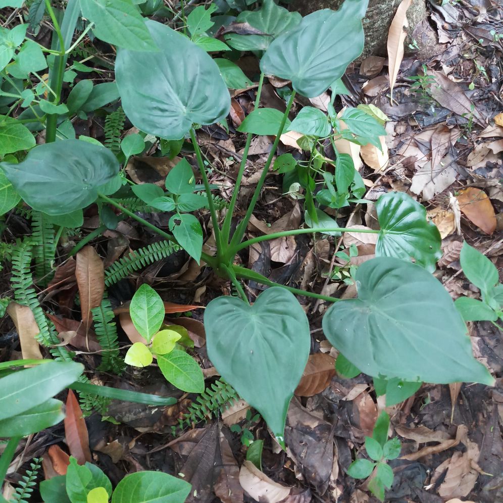 Detail Gambar Daun Dan Bunga Keladi Tikus Nomer 22