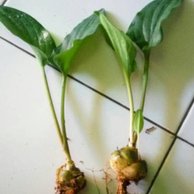 Detail Gambar Daun Dan Bunga Keladi Tikus Nomer 8