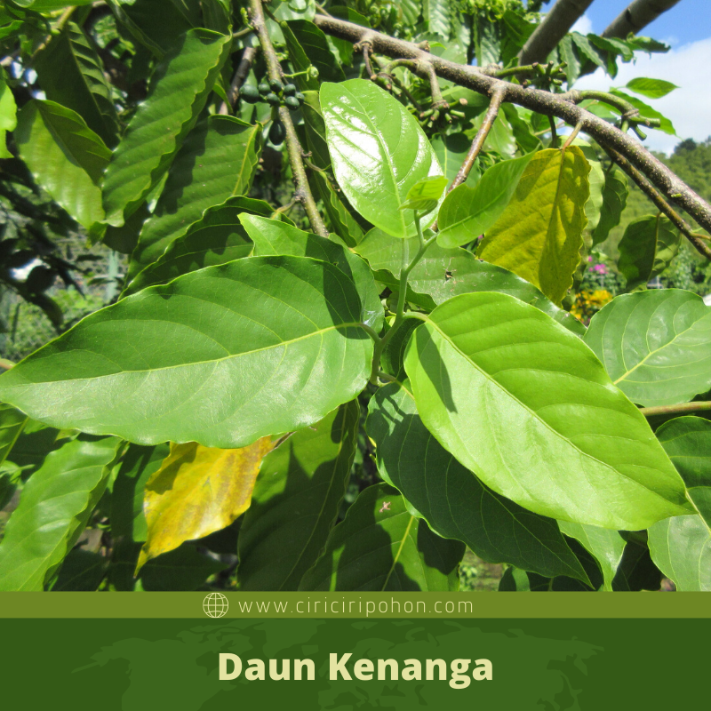 Detail Gambar Daun Dan Bunga Kenanga Nomer 8