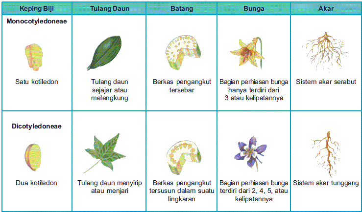 Detail Gambar Daun Dan Nama Tanaman Nomer 12