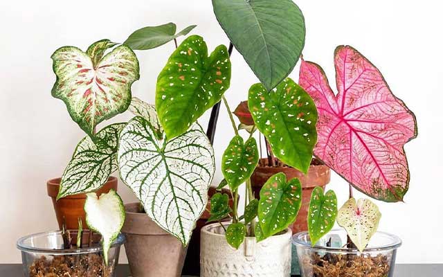 Detail Gambar Daun Dan Nama Tanaman Nomer 55