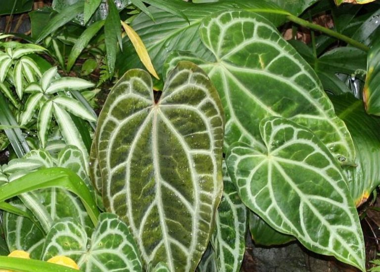 Detail Gambar Daun Dan Nama Tanaman Nomer 56