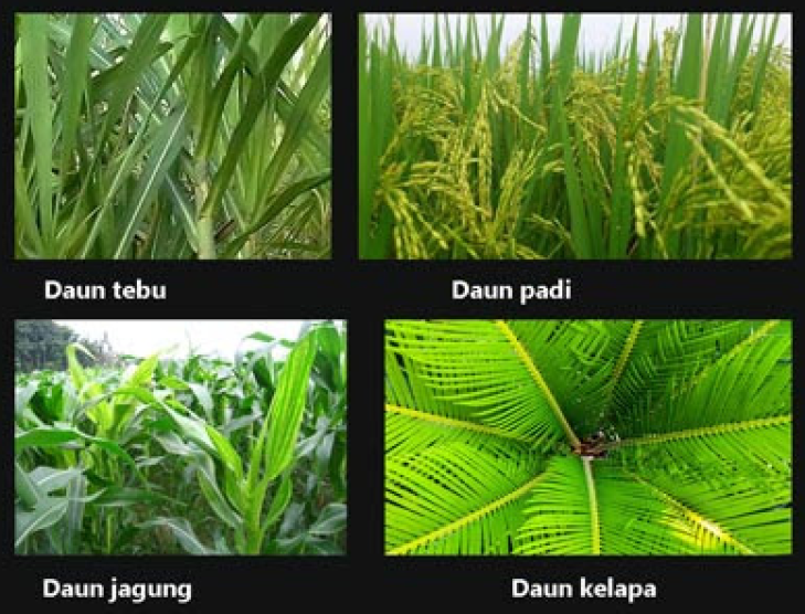 Detail Gambar Daun Dan Namanya Nomer 23