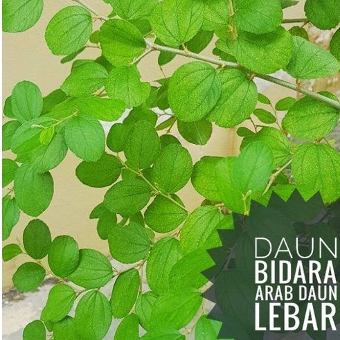 Detail Gambar Daun Dara Nomer 30