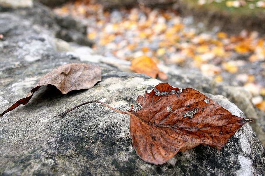 Detail Gambar Daun Daun Melayang Nomer 22