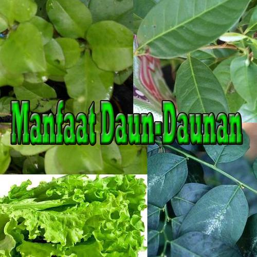 Detail Gambar Daun Daunan Nomer 22