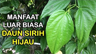 Detail Gambar Daun Daunan Nomer 43