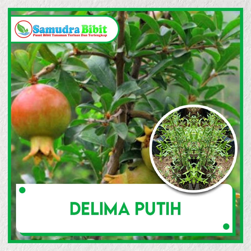 Detail Gambar Daun Delima Nomer 29