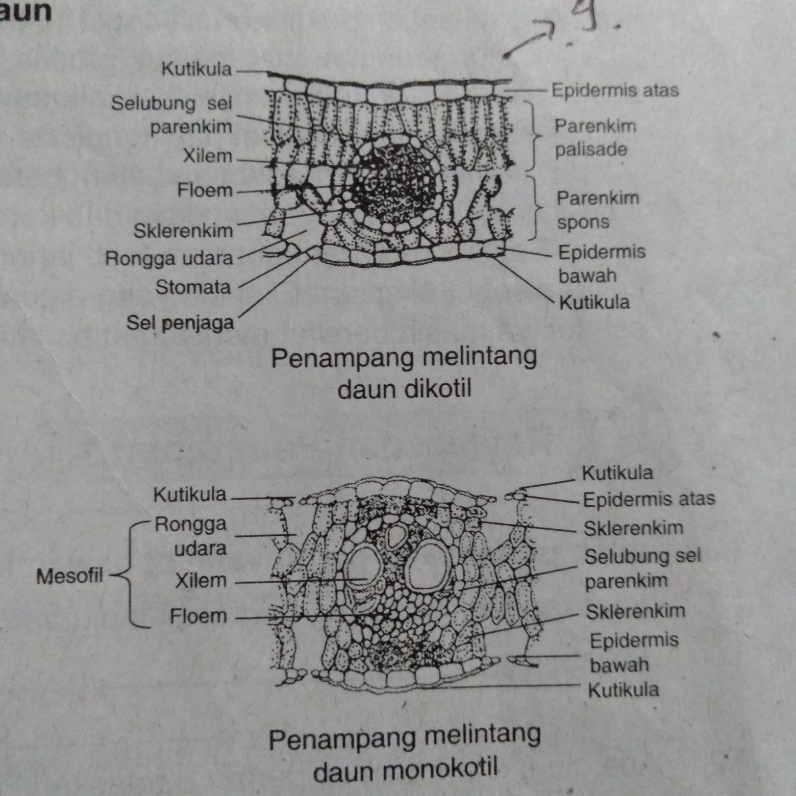 Gambar Daun Dikotil - KibrisPDR