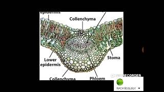 Detail Gambar Daun Dikotil Nomer 22