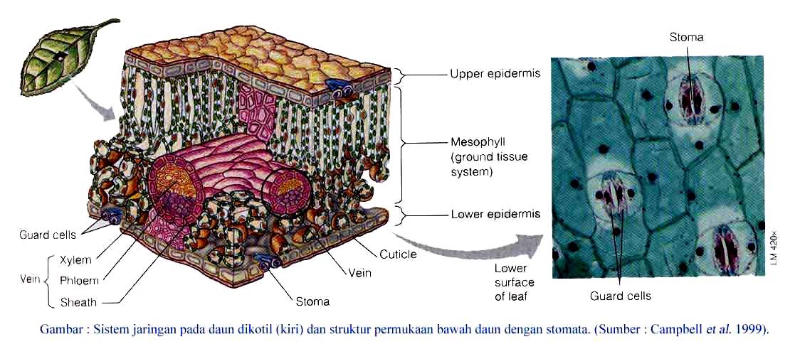 Detail Gambar Daun Dikotil Nomer 23