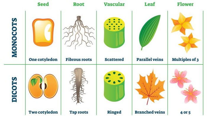 Detail Gambar Daun Dikotil Nomer 26