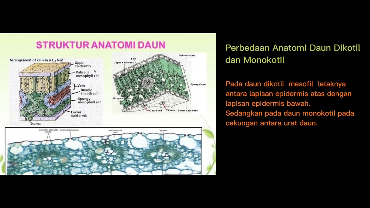 Detail Gambar Daun Dikotil Nomer 28