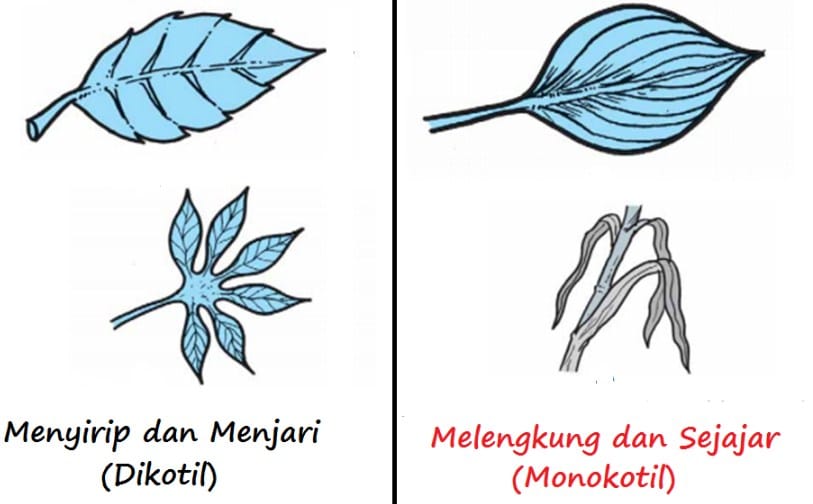 Detail Gambar Daun Dikotil Nomer 30