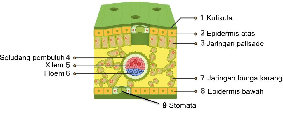 Download Gambar Daun Dikotil Nomer 36