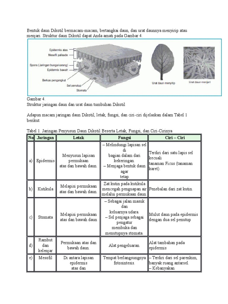 Detail Gambar Daun Dikotil Nomer 40