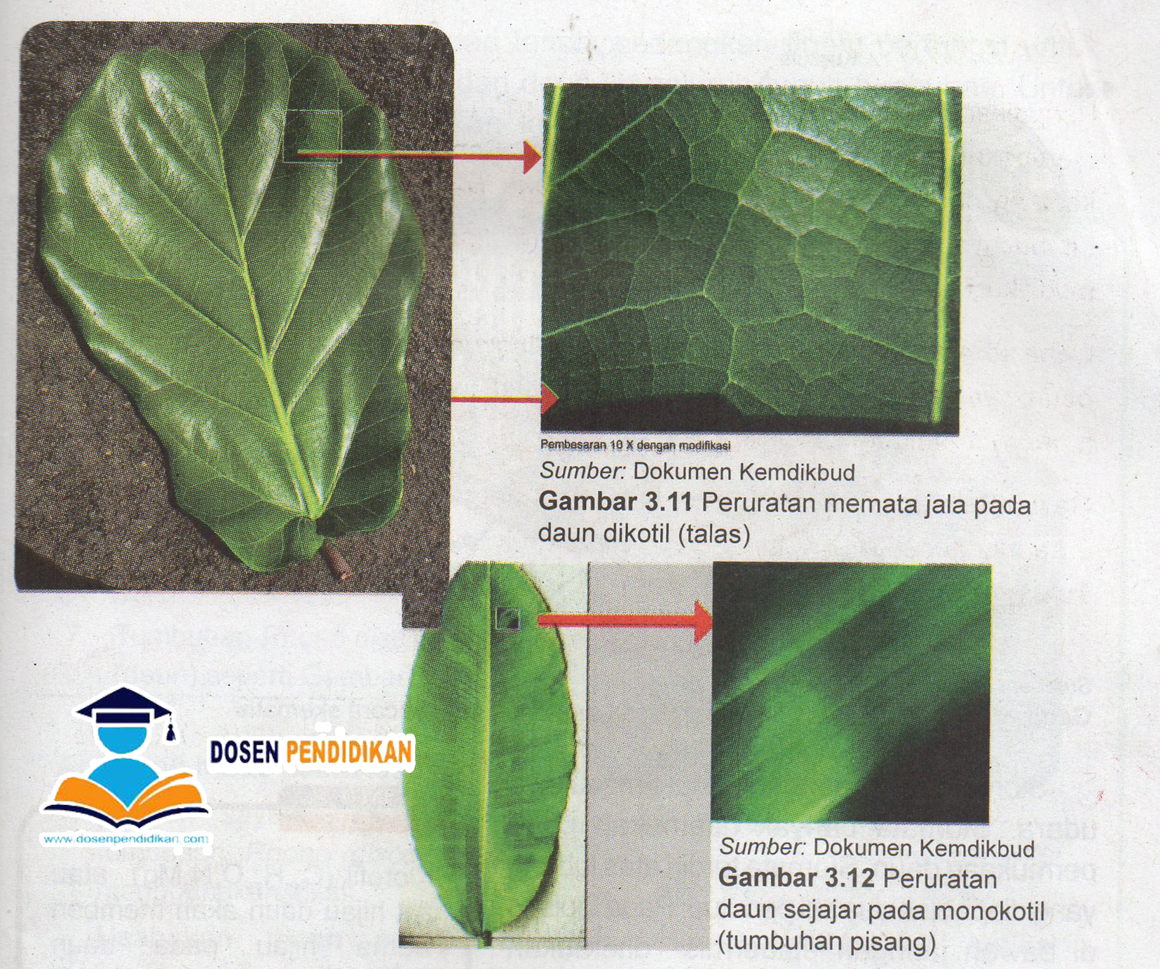 Detail Gambar Daun Dikotil Nomer 42