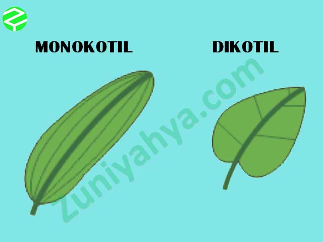 Detail Gambar Daun Dikotil Nomer 43