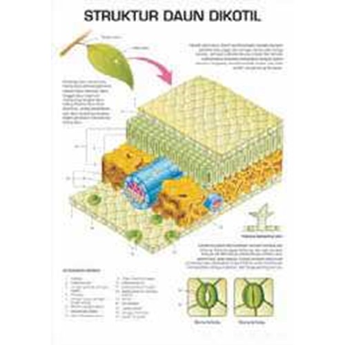 Detail Gambar Daun Dikotil Nomer 46