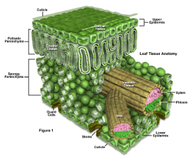 Detail Gambar Daun Dikotil Nomer 47