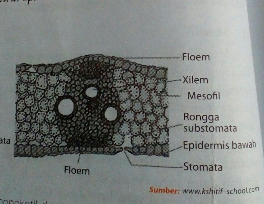 Detail Gambar Daun Dikotil Nomer 8