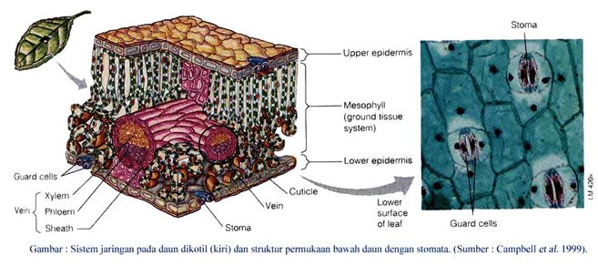 Detail Gambar Daun Dikotil Dan Monokotil Nomer 21