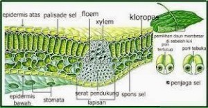 Detail Gambar Daun Dikotil Dan Monokotil Nomer 22