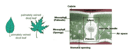 Detail Gambar Daun Dikotil Dan Monokotil Nomer 26