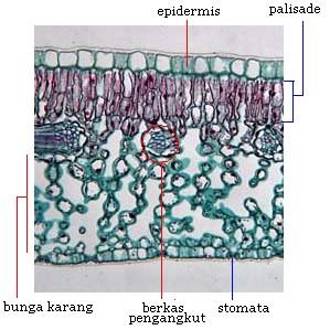 Detail Gambar Daun Dikotil Dan Monokotil Nomer 32