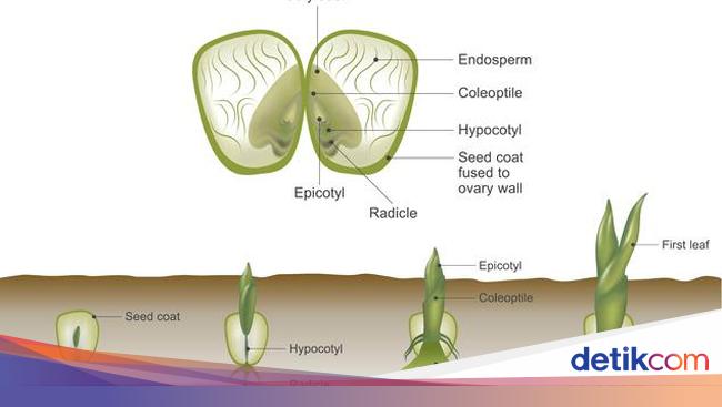 Detail Gambar Daun Dikotil Dan Monokotil Nomer 34